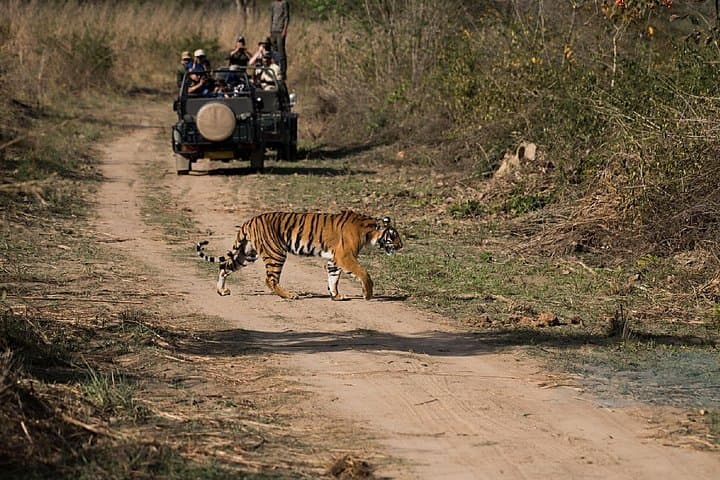 Jaipur to Ranthambore Day Safari: See Bengal Tigers on a One-Day Trip photo 3