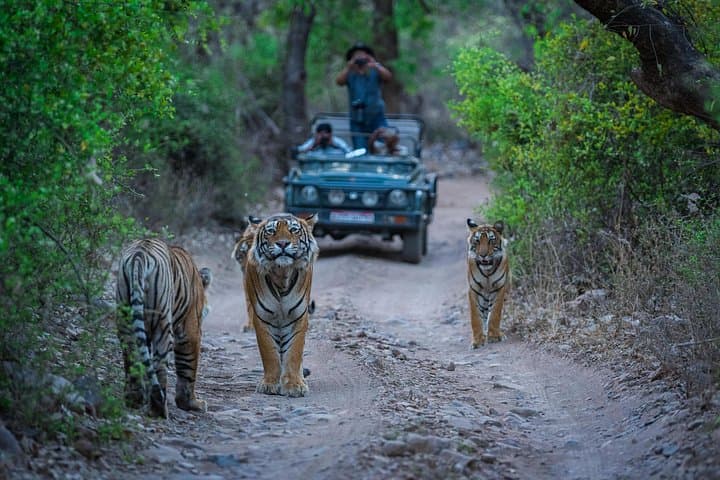 Jaipur to Ranthambore Day Safari: See Bengal Tigers on a One-Day Trip photo 4