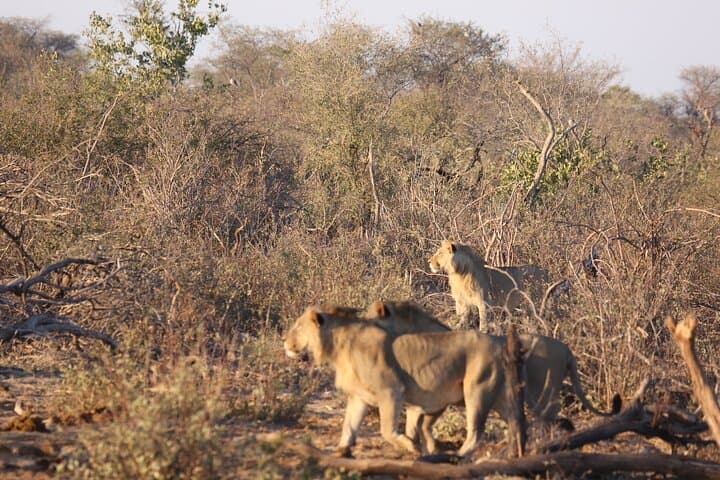 Zambezi National Park 3-Hour Safari from Victoria Falls — Morning & Afternoon Game Drives photo 4