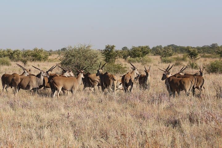 Zambezi National Park 3-Hour Safari from Victoria Falls — Morning & Afternoon Game Drives photo 6