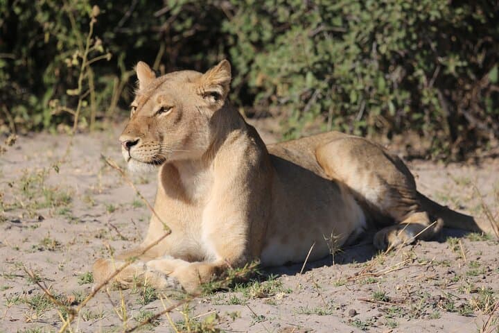 Zambezi National Park 3-Hour Safari from Victoria Falls — Morning & Afternoon Game Drives photo 5