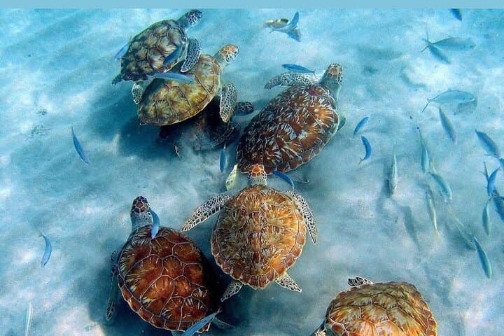 Curacao Best Beaches & Snorkel with Turtles — Private Beach Tour photo 3
