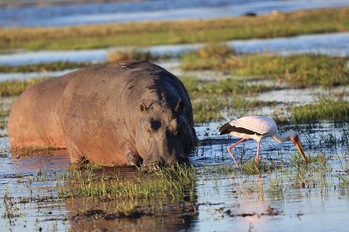 Zambezi National Park 3-Hour Safari from Victoria Falls — Morning & Afternoon Game Drives photo 3