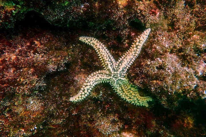 Private Snorkeling Expedition in the Algarve: Hidden Caves & Coastal Reefs photo 3