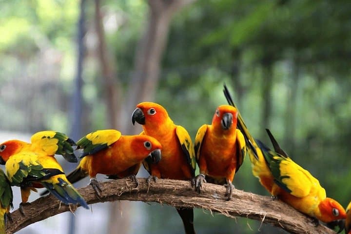 National Aviary & Playa Blanca Private Tour — Birding, Beach and Shuttle from Cartagena photo 5