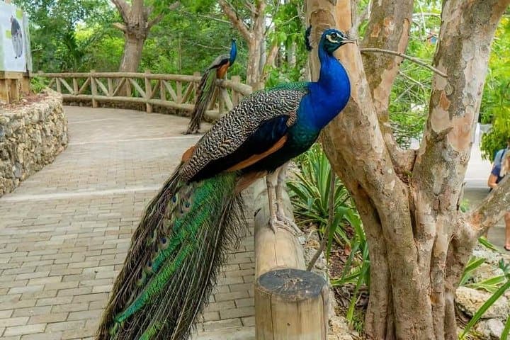 National Aviary & Playa Blanca Private Tour — Birding, Beach and Shuttle from Cartagena photo 6