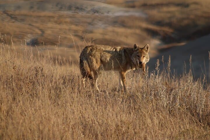 Badlands Sunrise Science Expedition: Hands-On Field Biology in Sage Creek photo 1