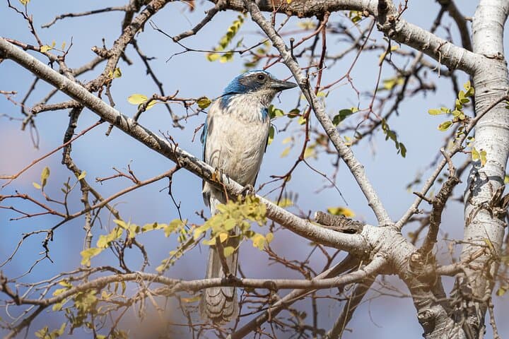 Cabo Birding: San José del Cabo Bird Sanctuary Guided Tour photo 6