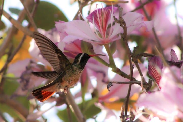 Cabo Birding: San José del Cabo Bird Sanctuary Guided Tour photo 4