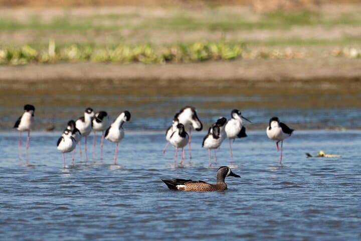 Cabo Birding: San José del Cabo Bird Sanctuary Guided Tour photo 2