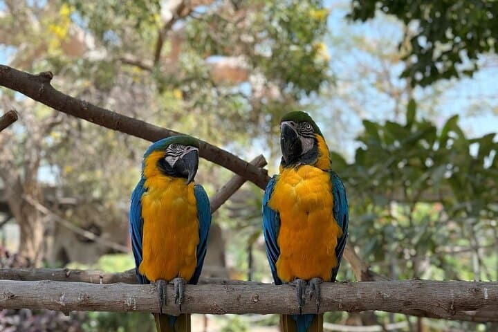Dubai Safari Park Explorer: Full-Day Wildlife Safari & Optional Transfer photo 2