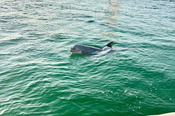 Destin Private Boat Tours: Dolphin Cruises, Crab Island Snorkeling & Sunset Trips photo 3