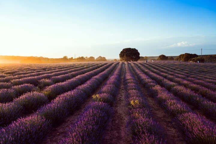 Brihuega Day Trip: Arab Tunnels, Lavender Fields & Medieval Castles from Madrid photo 2