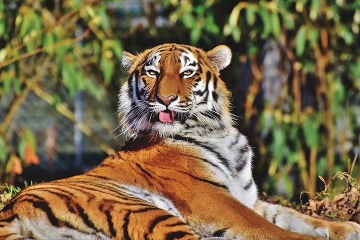 Golden Triangle India Tour: Delhi, Agra, Ranthambhore & Jaipur — 9-Day All-Inclusive Adventure photo 1