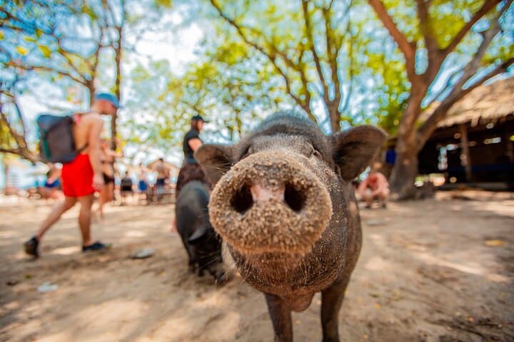 Pig Island and Koh Tan Speedboat Snorkel Adventure from Koh Samui photo 3