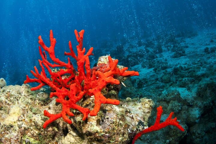 Taormina & Isola Bella Boat Tour — Snorkel the Blue Grotto and Sip an Aperitif photo 6