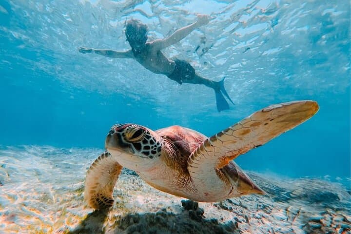 Gili Hai 3 Islands BBQ Cruise — Snorkel Turtles & Beach BBQ photo 3