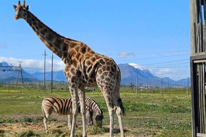 Cheetah Encounters and Winelands Wine Tasting: Cape Town Day Tour