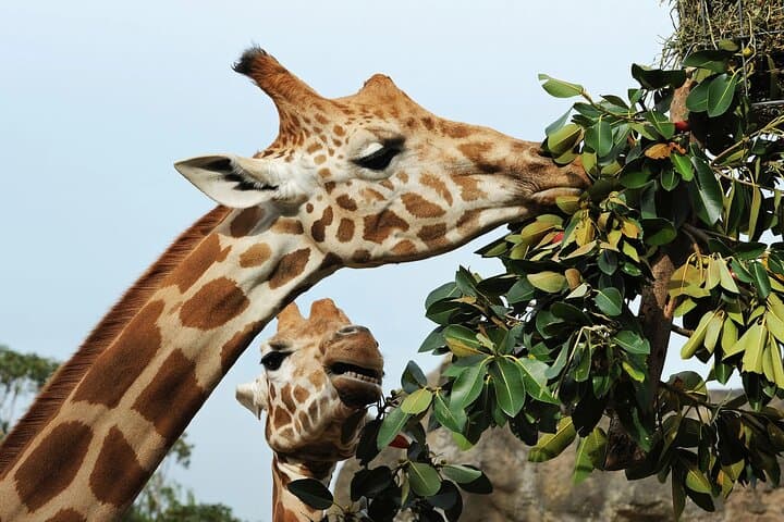 Cheetah Encounters and Winelands Wine Tasting: Cape Town Day Tour photo 2