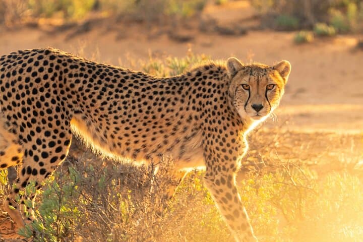 Cheetah Encounters and Winelands Wine Tasting: Cape Town Day Tour photo 5