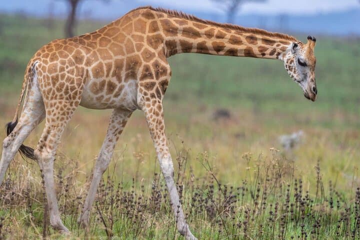 Cheetah Encounters and Winelands Wine Tasting: Cape Town Day Tour photo 6
