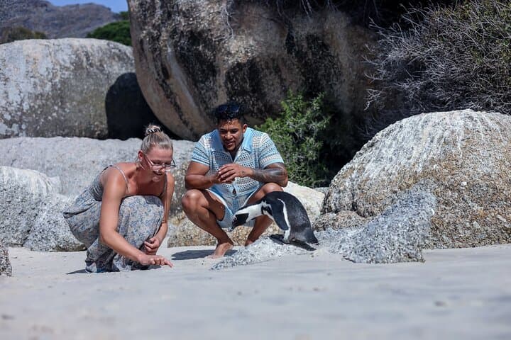 Boulders Beach Penguins Half-Day Tour & Chapman's Peak Drive — Cape Town Highlights
