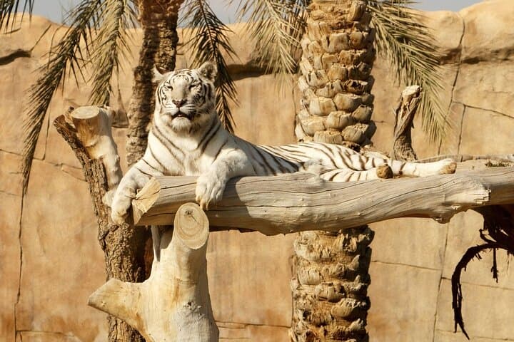 Al Ain Private Day Tour: Jebel Hafeet, Oasis & Heritage with Lunch photo 4