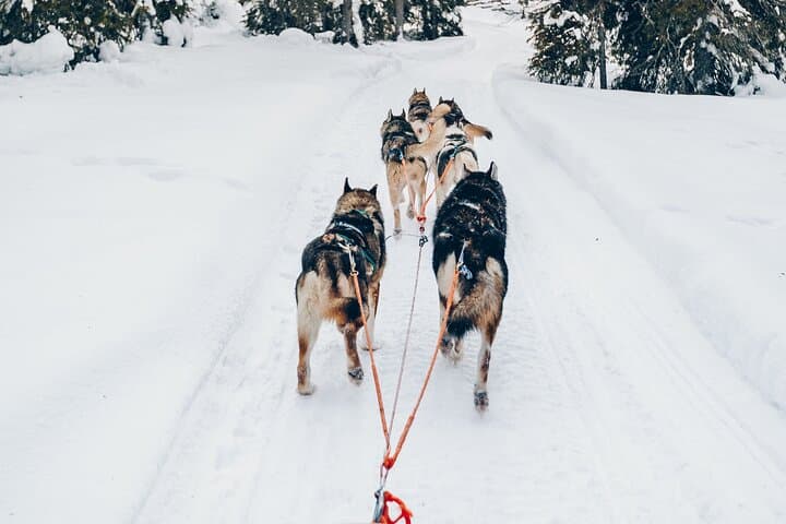 Lapland Husky Safari: 7.5 km Arctic Sled Ride from Rovaniemi