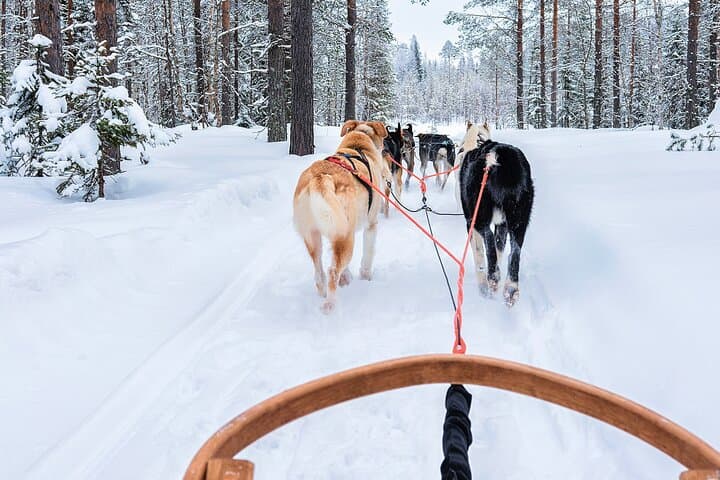 Lapland Husky Safari: 7.5 km Arctic Sled Ride from Rovaniemi photo 5