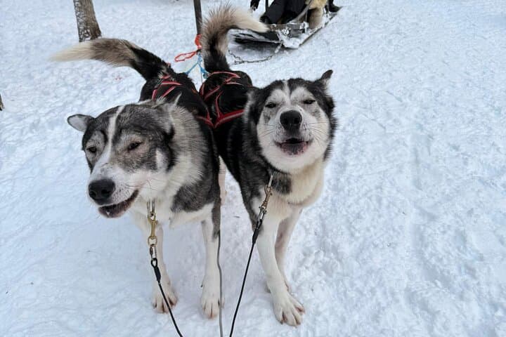 Lapland Husky Safari: 7.5 km Arctic Sled Ride from Rovaniemi photo 2