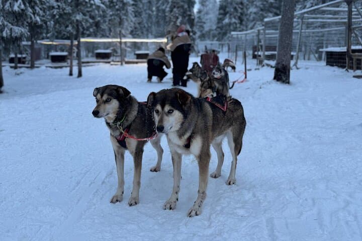 Lapland Husky Safari: 7.5 km Arctic Sled Ride from Rovaniemi photo 6