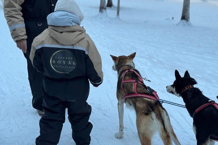 Short Husky Ride and Farm Introduction in Raitola, Rovaniemi