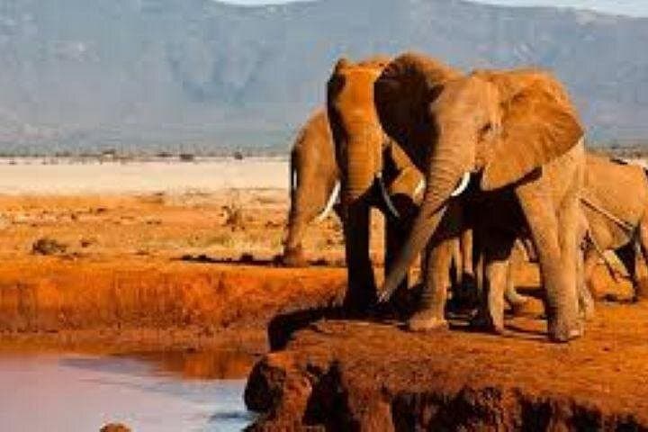 Full-Day Tsavo East Safari from Mombasa Harbor — Red Elephants & Aruba Dam photo 3
