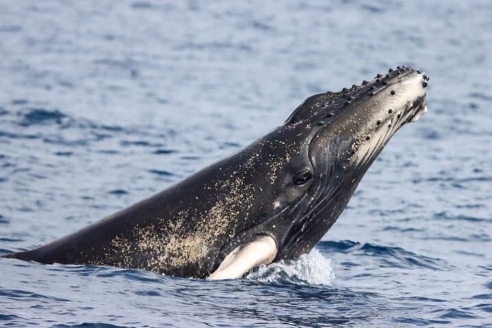 Isla de la Plata Wildlife Trails and Snorkeling — Machalilla National Park Day Trip photo 5
