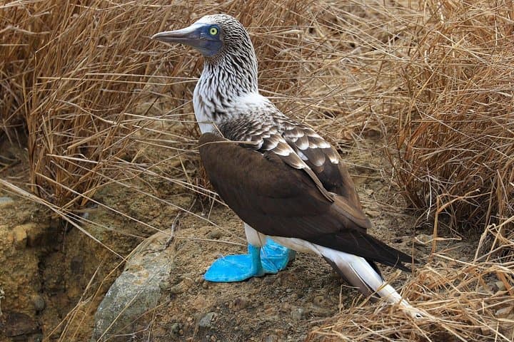 Isla de la Plata Wildlife Trails and Snorkeling — Machalilla National Park Day Trip photo 4