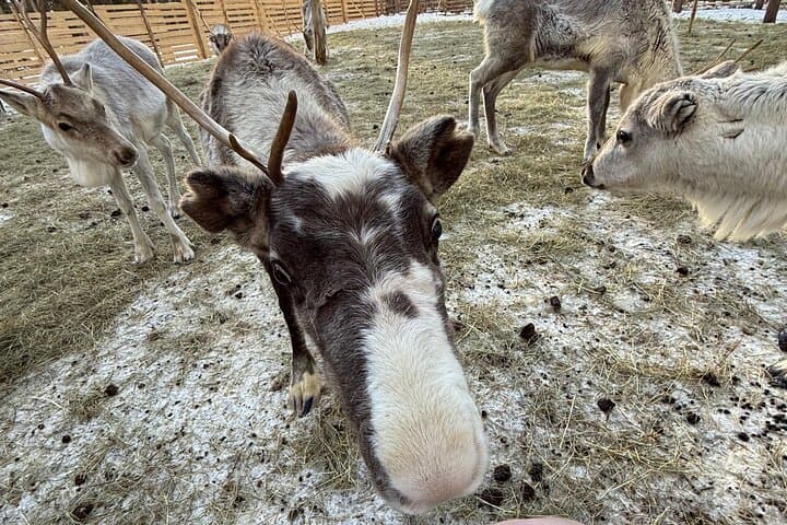 Lapland Husky, Reindeer and Snowmobile Day Experience in Rovaniemi photo 6