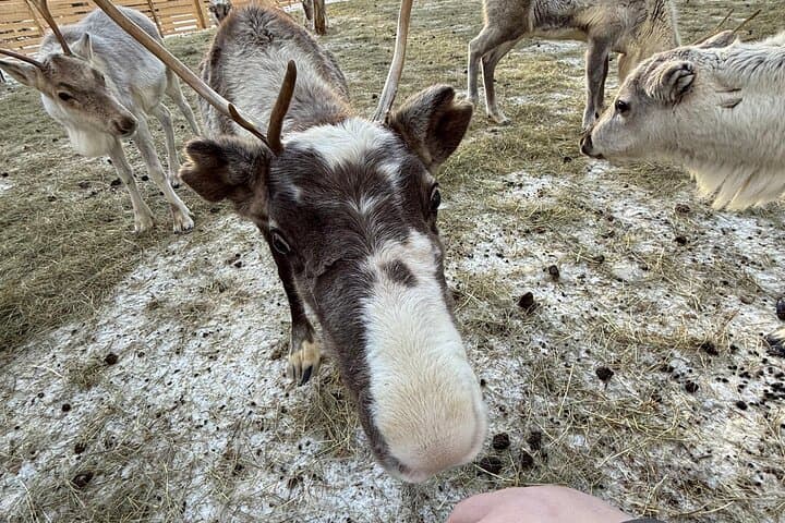 One-Day Husky, Reindeer & Ice Fishing Experience Near Rovaniemi photo 4