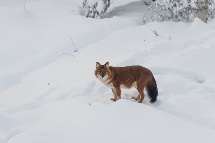 Ranua Wildlife Park: Arctic Wildlife Adventure Day Trip from Rovaniemi photo 2