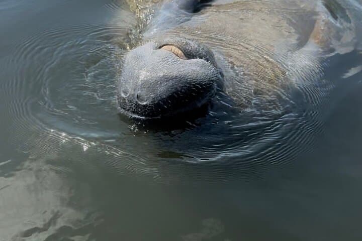 Paddle the Mangrove Tunnels: 3-Hour Guided Kayak at E.G. Simmons Park