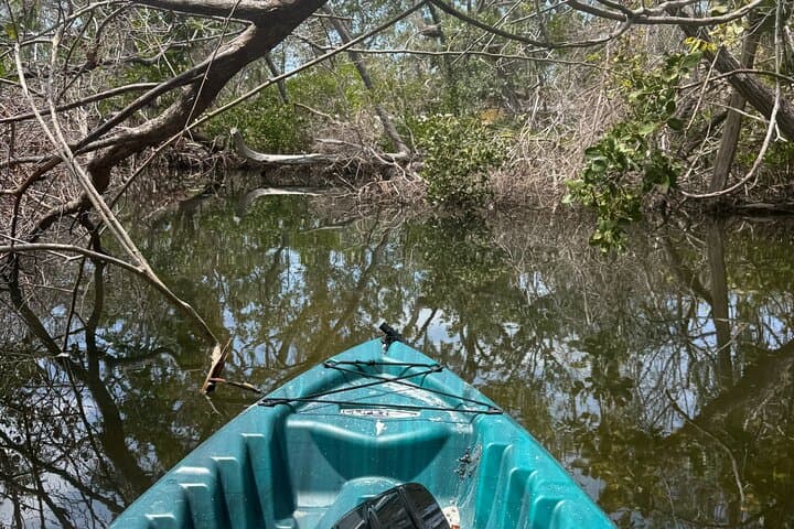 Paddle the Mangrove Tunnels: 3-Hour Guided Kayak at E.G. Simmons Park photo 4