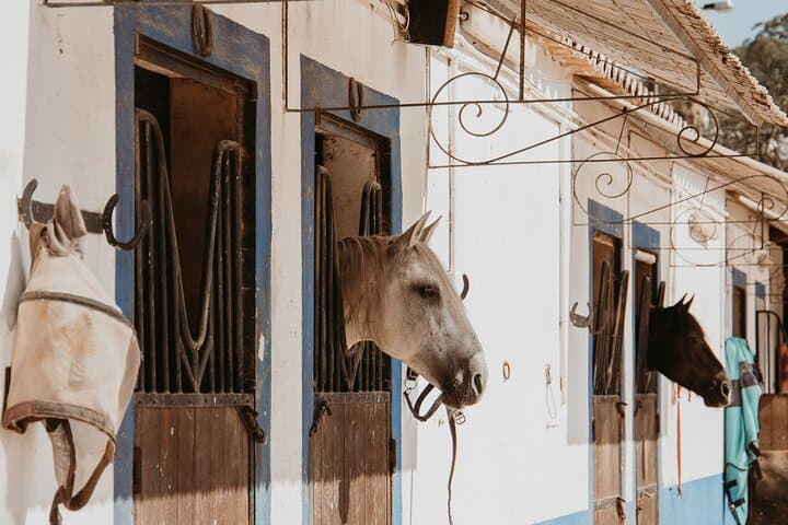 Albufeira Lagoon Horseback Ride: 1.5-Hour Guided Tour with Pickup photo 3