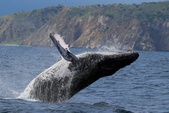 Whale, Sea Lion & Snorkel Experience from Puerto López