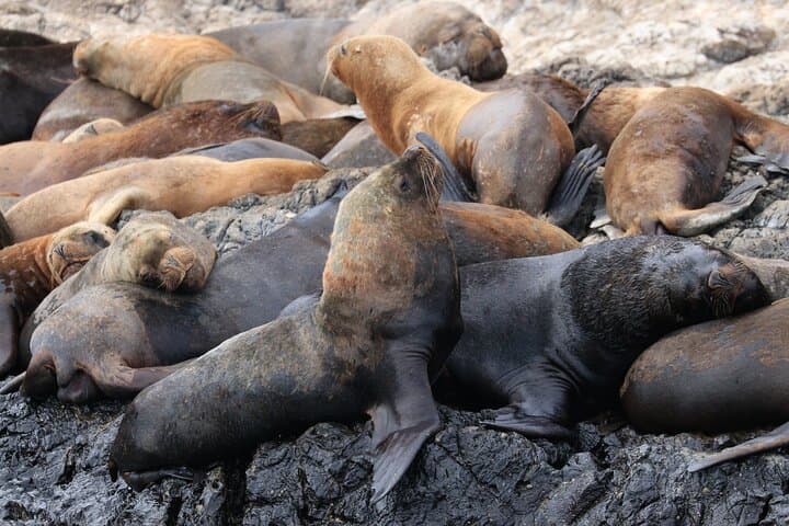 Whale, Sea Lion & Snorkel Experience from Puerto López photo 2