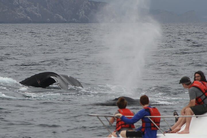 Whale, Sea Lion & Snorkel Experience from Puerto López photo 5