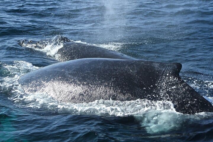 Whale, Sea Lion & Snorkel Experience from Puerto López photo 6
