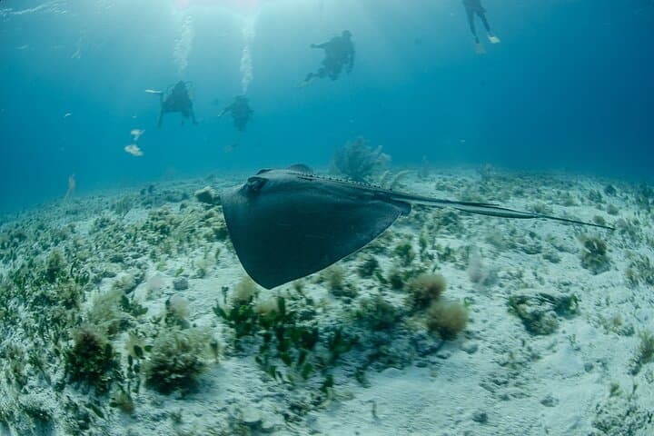 SSI Open Water Course on Isla Mujeres — 3-Day Scuba Certification & 4 Open-Water Dives photo 6