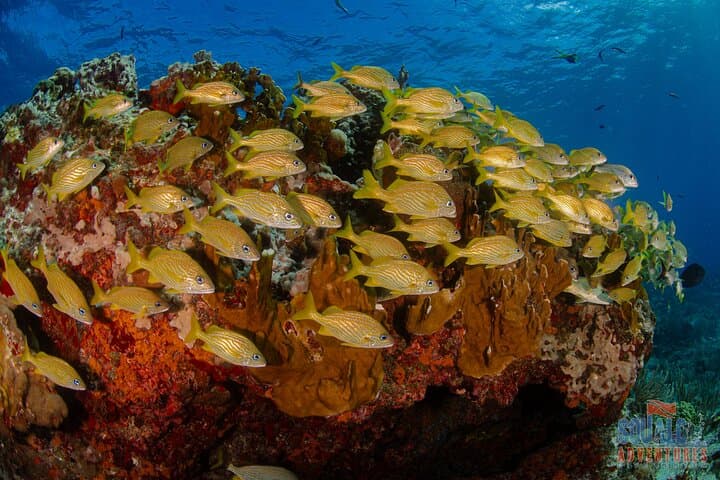 SSI Open Water Course on Isla Mujeres — 3-Day Scuba Certification & 4 Open-Water Dives photo 2