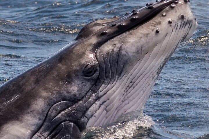 Early Morning Whale Watching in Puerto López — Mothers & Calves Up Close photo 2