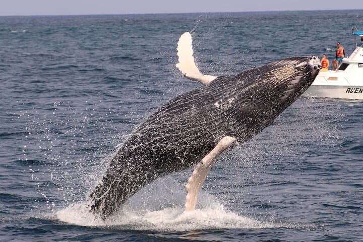 Early Morning Whale Watching in Puerto López — Mothers & Calves Up Close photo 3