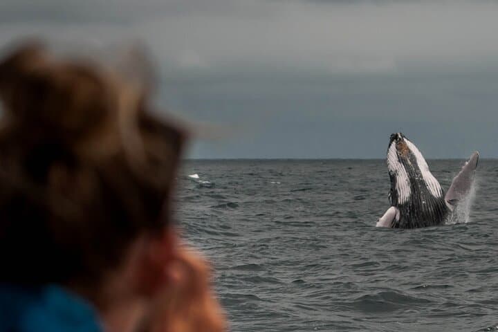 Early Morning Whale Watching in Puerto López — Mothers & Calves Up Close photo 6